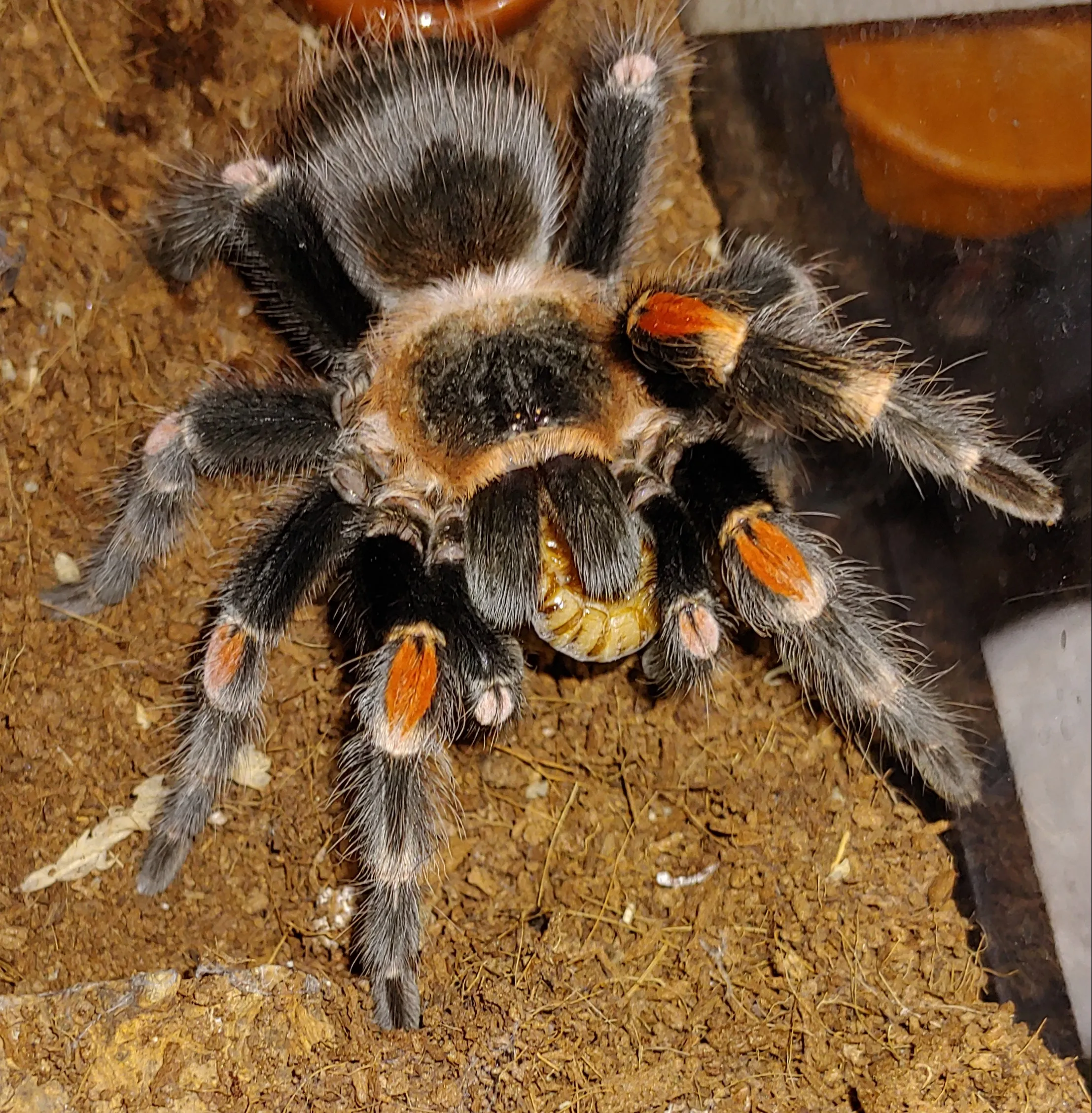 22739 auratum tarantula handling