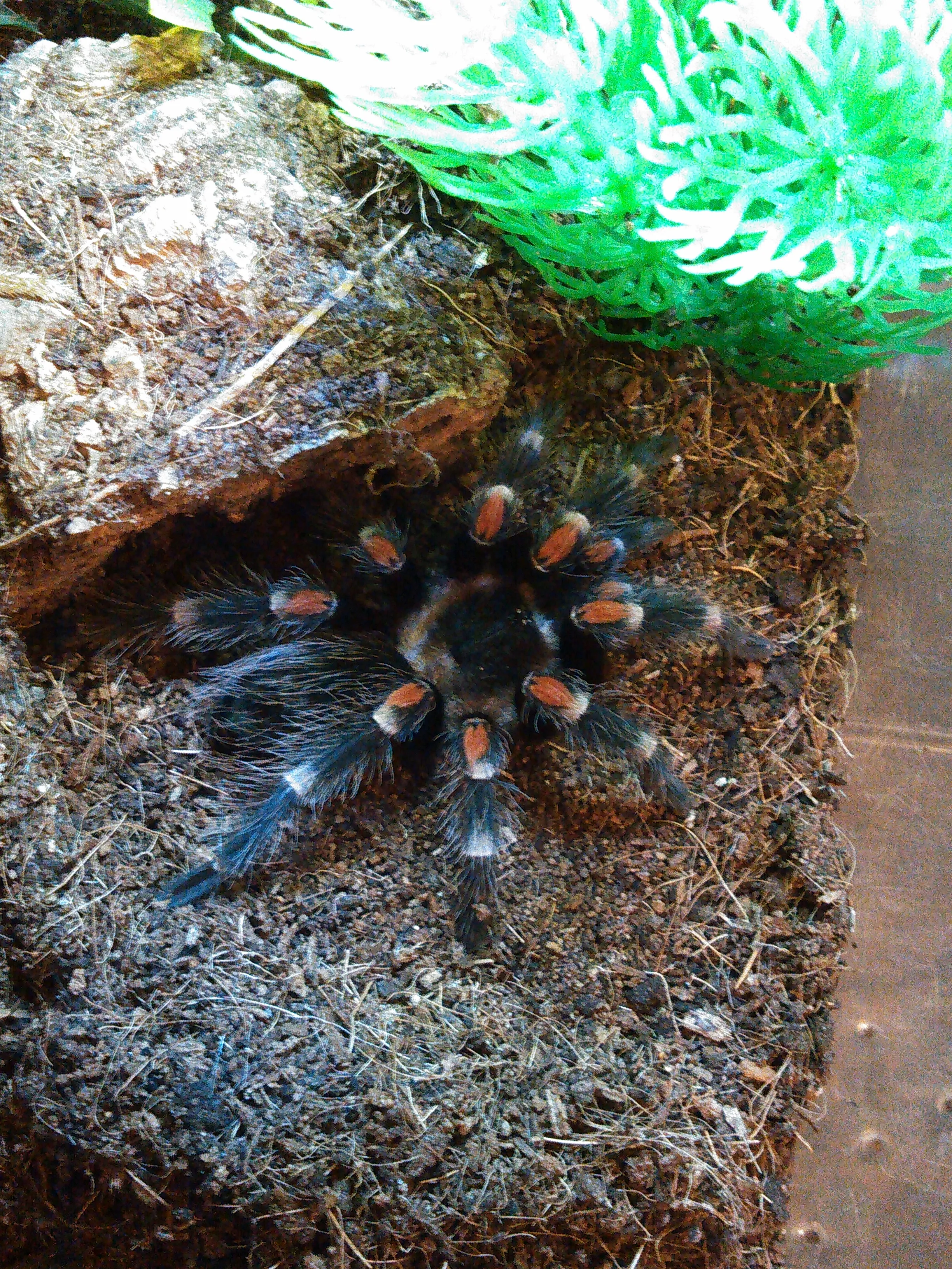 22739 auratum tarantula molting