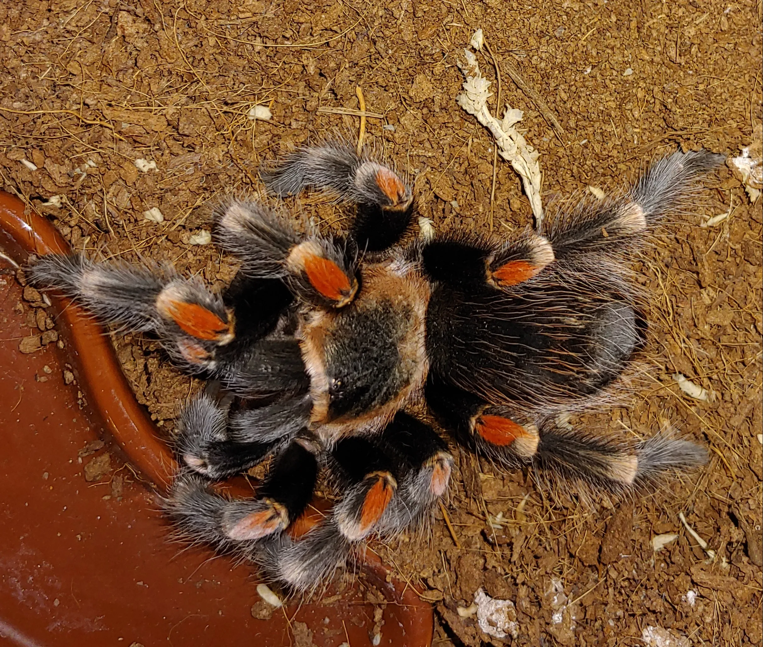 22739 auratum tarantula shedding