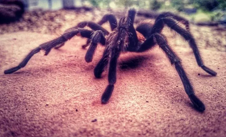 22741 tarantula tv show season 2 pawn shop