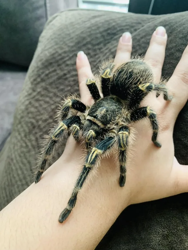 22742 humidity gauge tarantula