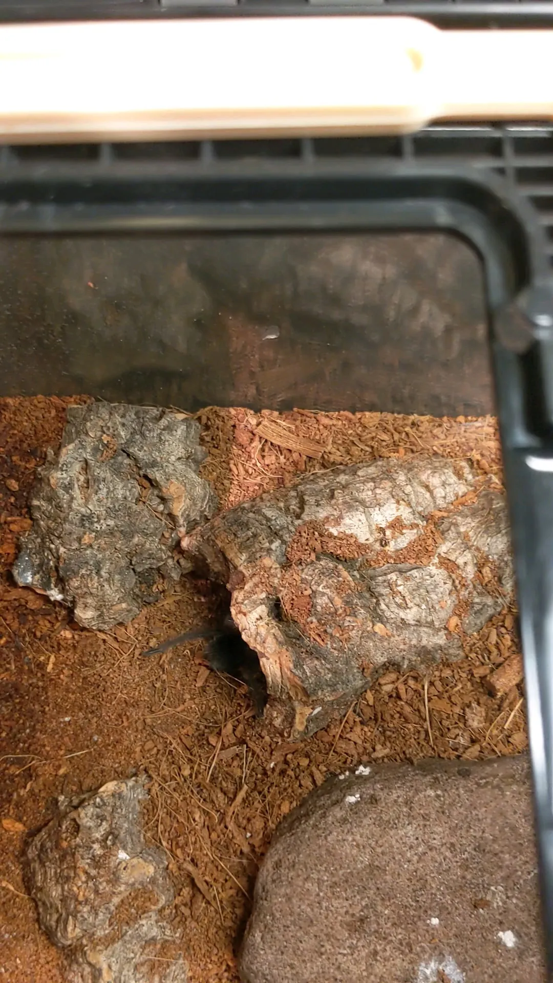 22742 overfed tarantula sling