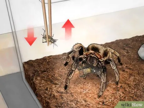 22742 tarantula sling molting