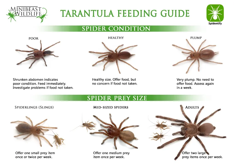 /img/22742-tarantula-sling-prey.webp