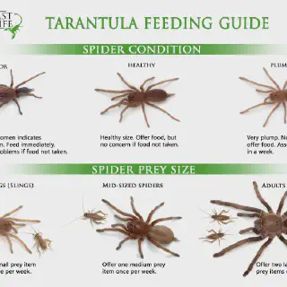 /img/22742-tarantula-sling-prey.webp