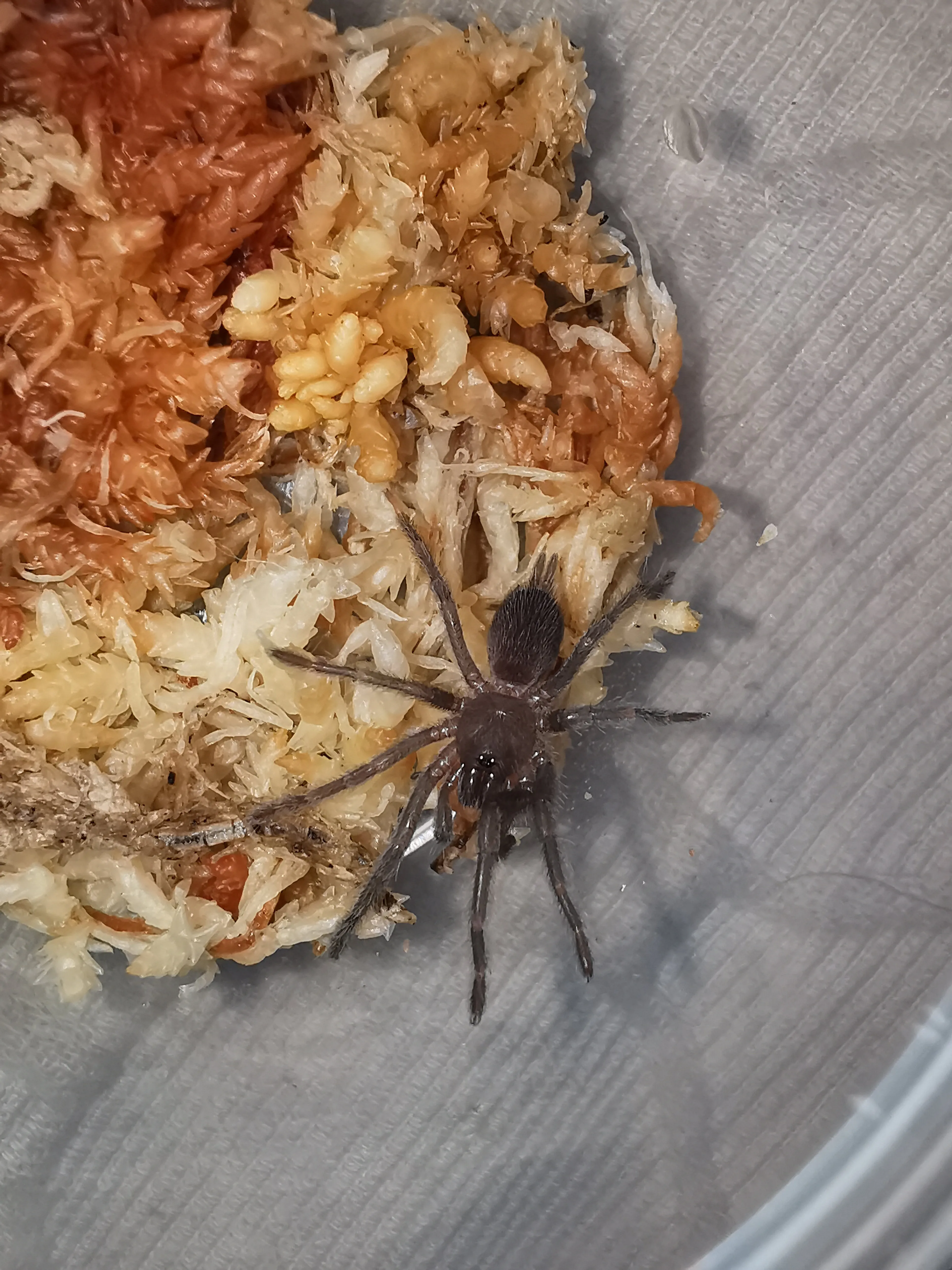 22742 tarantula sling water dish