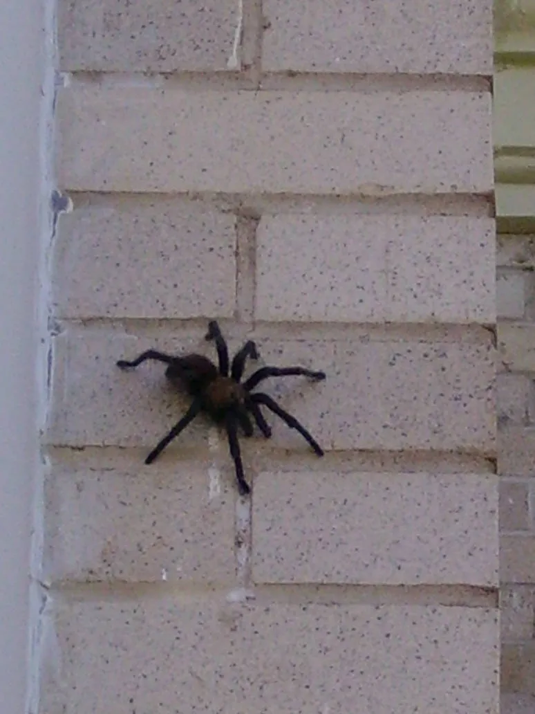 22743 dark frame tarantula in habitat