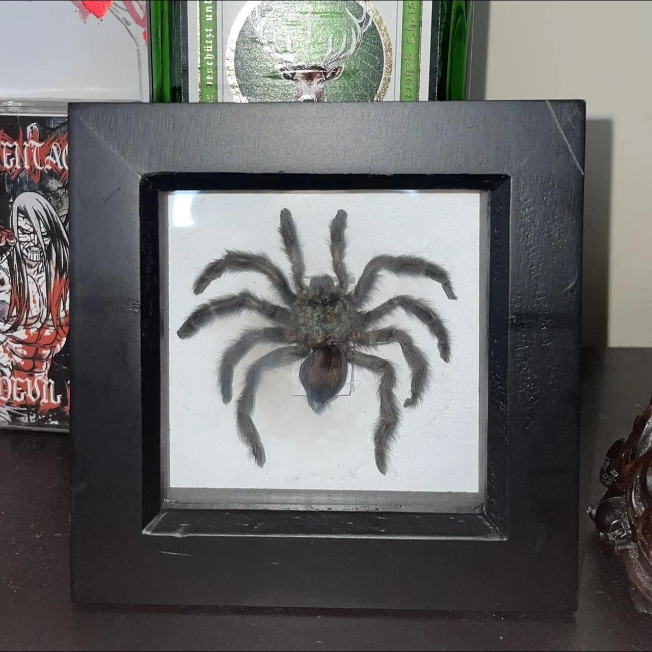 /img/22743-dark-frame-tarantula-molting.webp