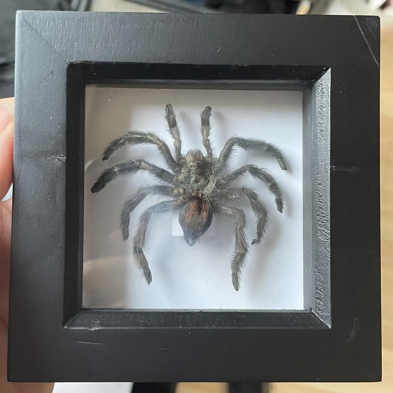 22743 dark frame tarantula spiderlings