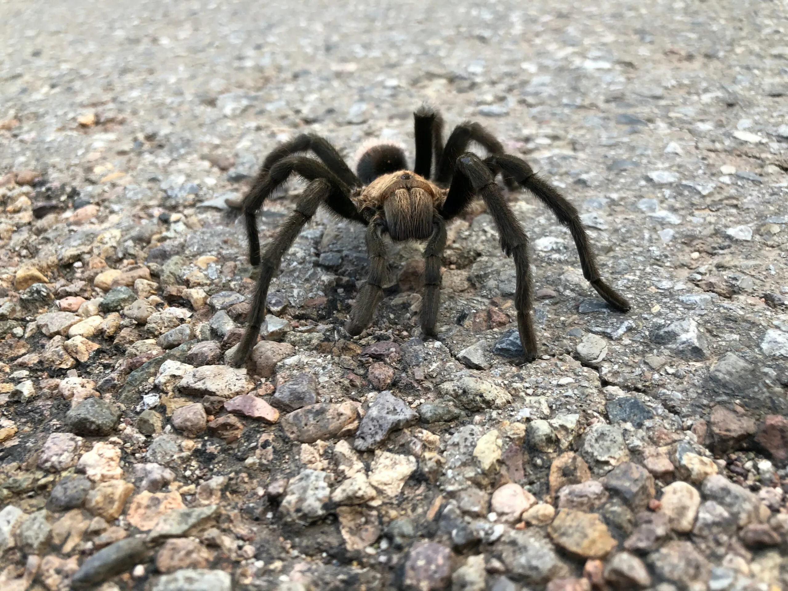 22744 colorado tarantula image2
