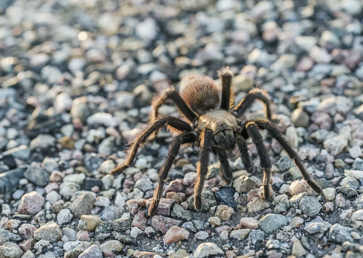 22744 colorado tarantula image3