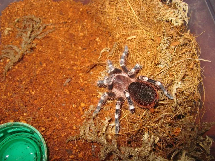 22744 colorado tarantula image5