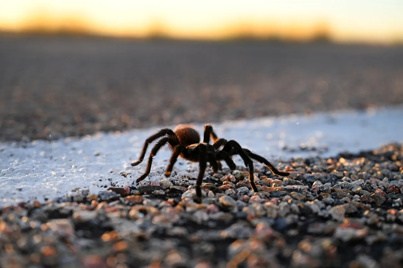 22744 colorado tarantula image6