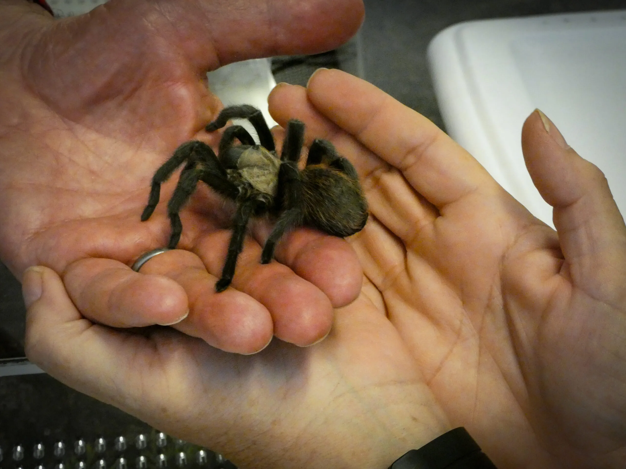 /img/22744-colorado-tarantula-image7.webp
