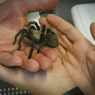 /img/22744-colorado-tarantula-image7.webp