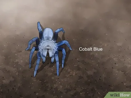 22745 choosing a pet tarantula image3