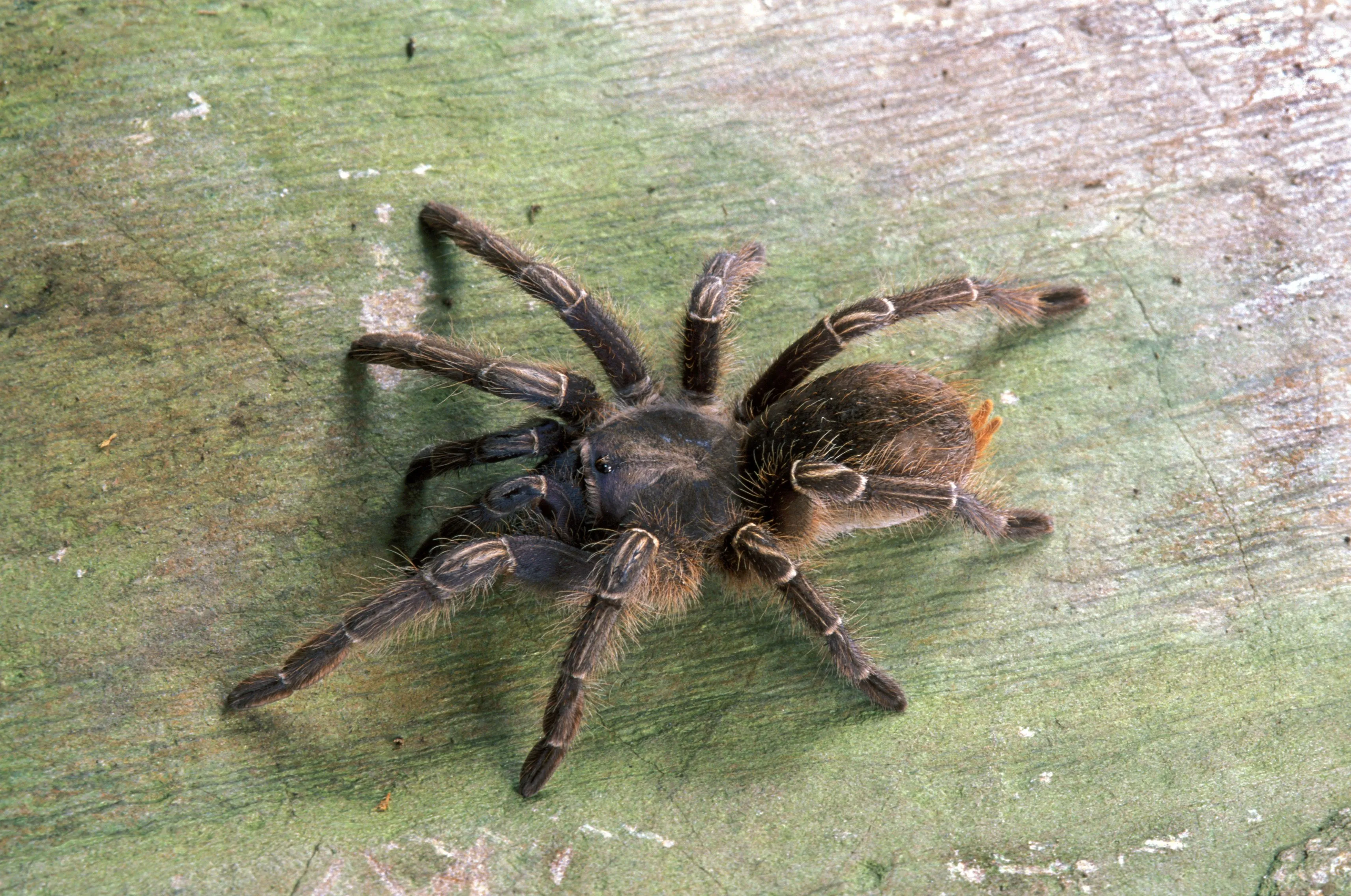 22745 choosing a pet tarantula image5