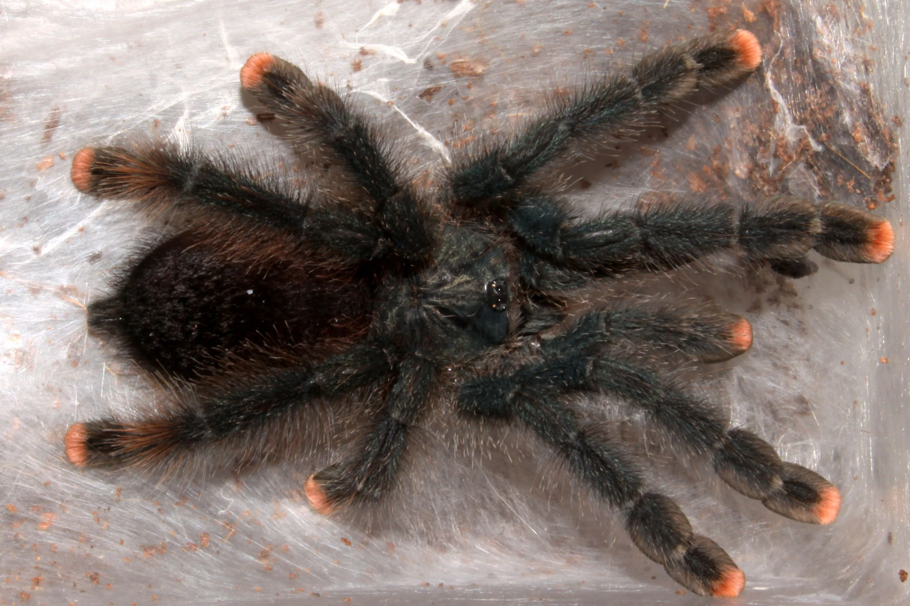 /img/22745-choosing-a-pet-tarantula-image8.webp