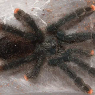 /img/22745-choosing-a-pet-tarantula-image8.webp