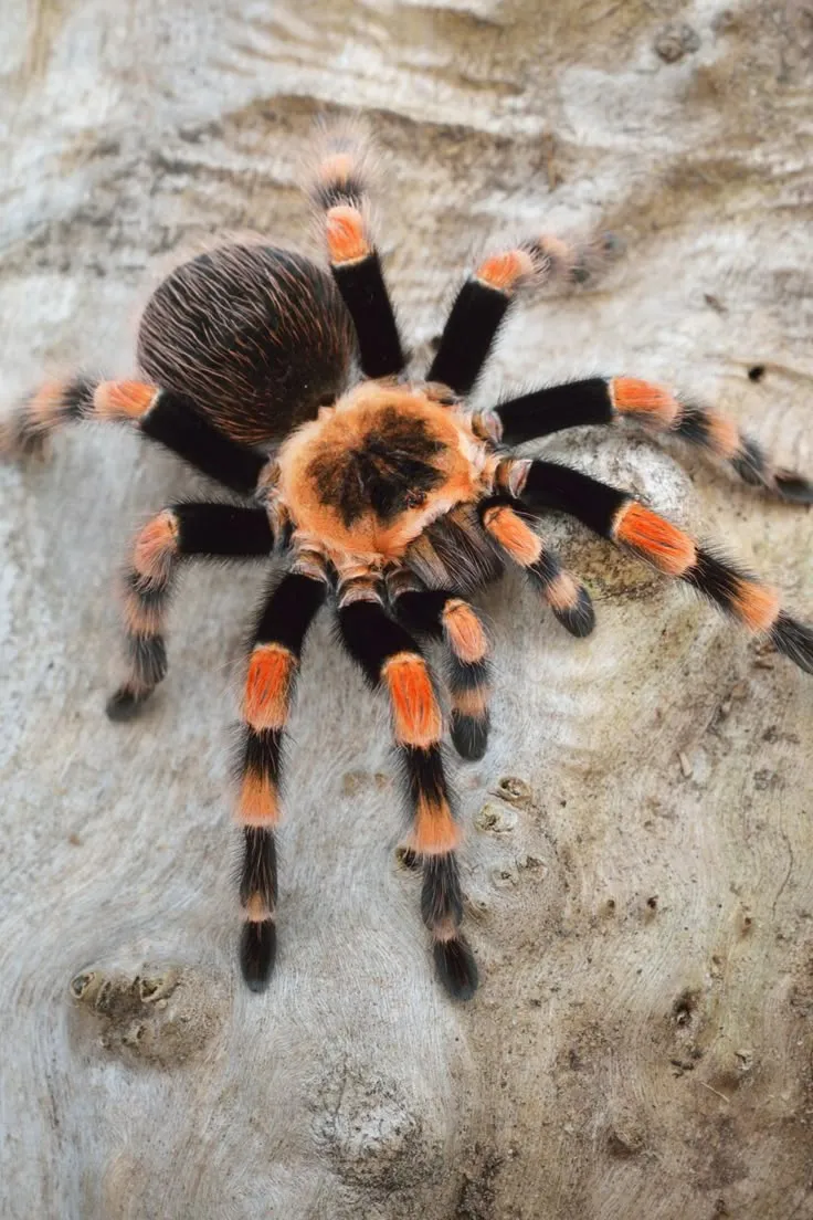 22747 tarantula in nature