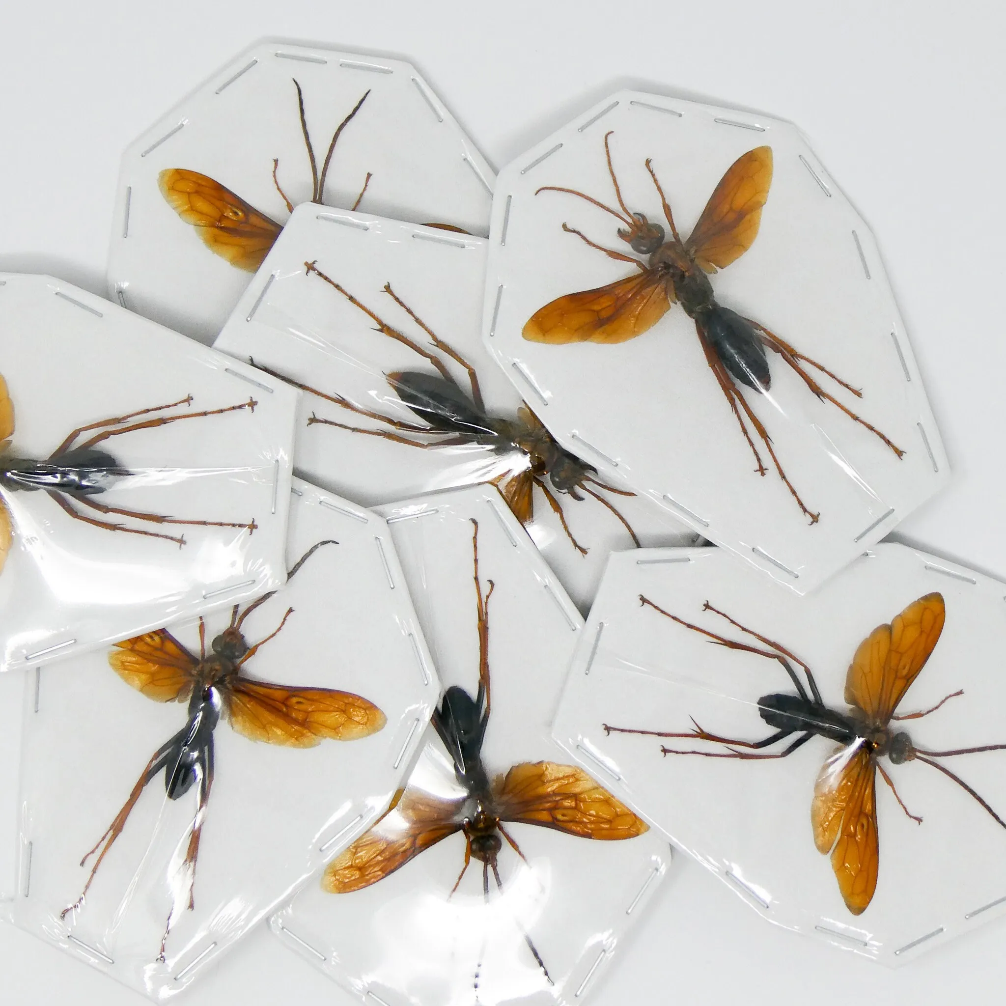 22748 tarantula hawk wasp ecosystem