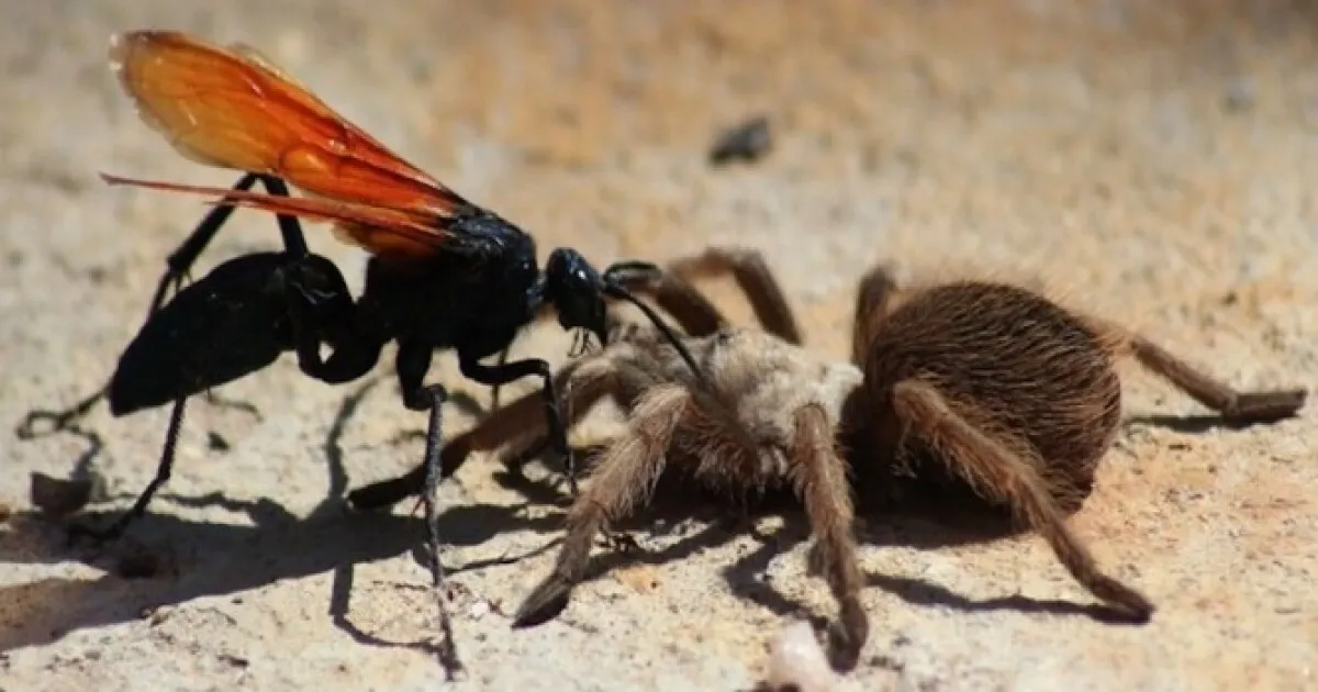 22748 tarantula hawk wasp speed