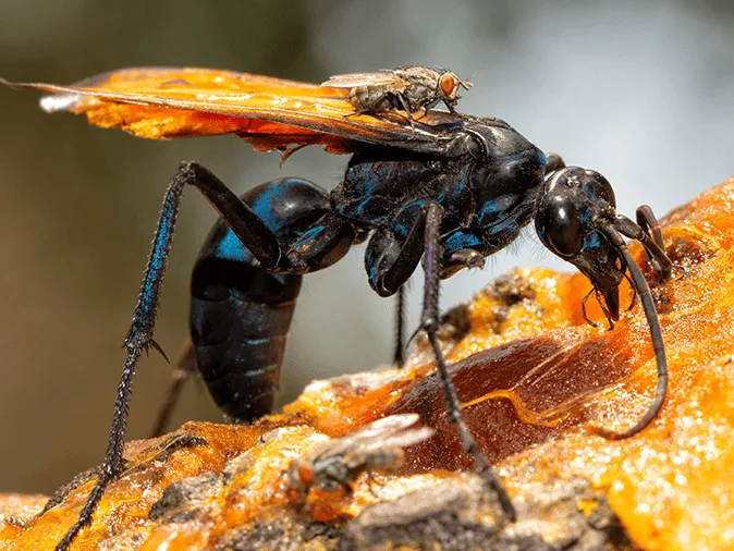 22748 tarantula hawk wasp sting