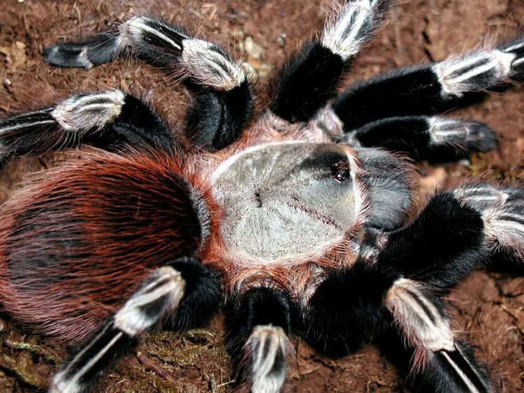 22749 brazilian red white tarantula overview