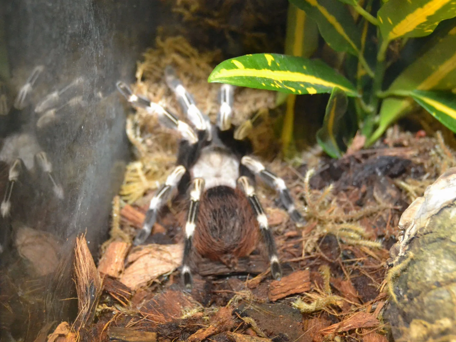 22749 tarantula feeding crickets