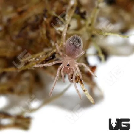 22749 tarantula handling tips