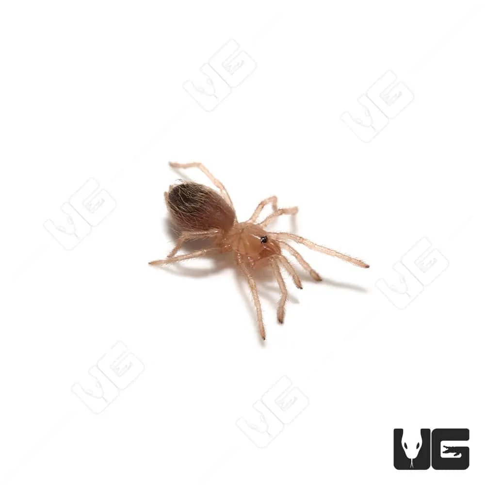 /img/22749-tarantula-healthy-tarantula.webp