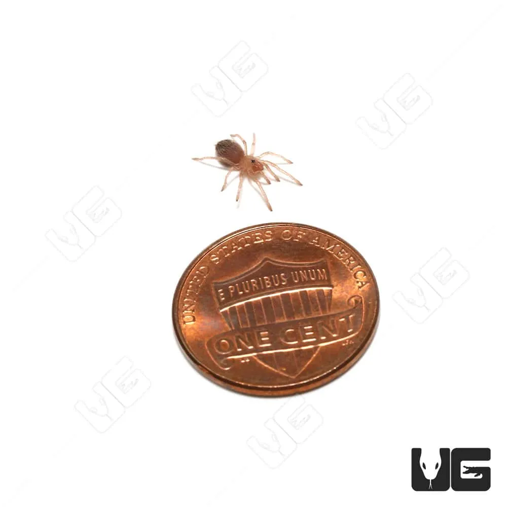 22749 tarantula molting process