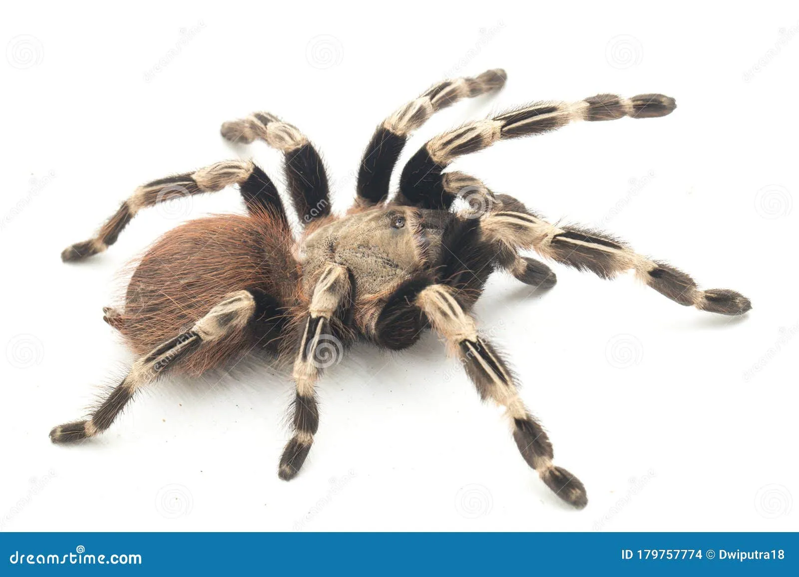 22749 tarantula substrate options