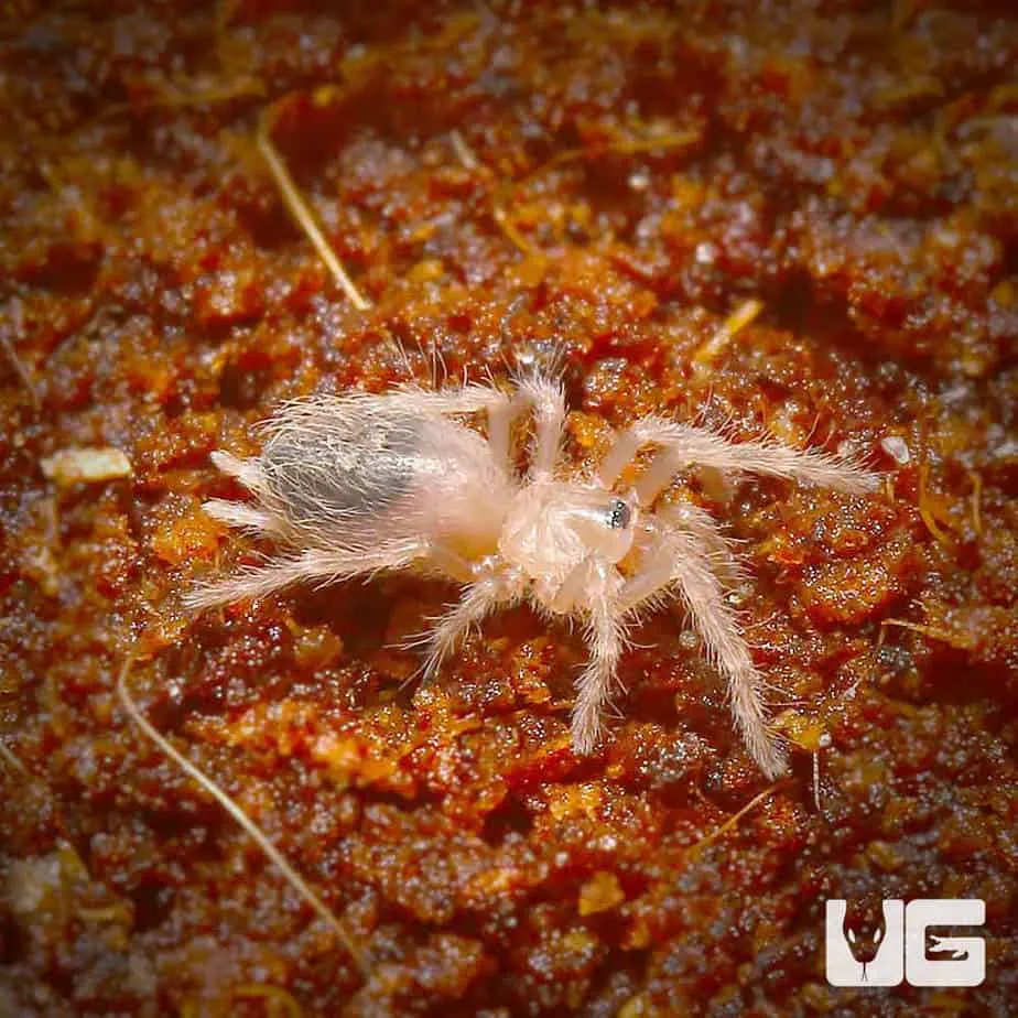 22749 tarantula water dish