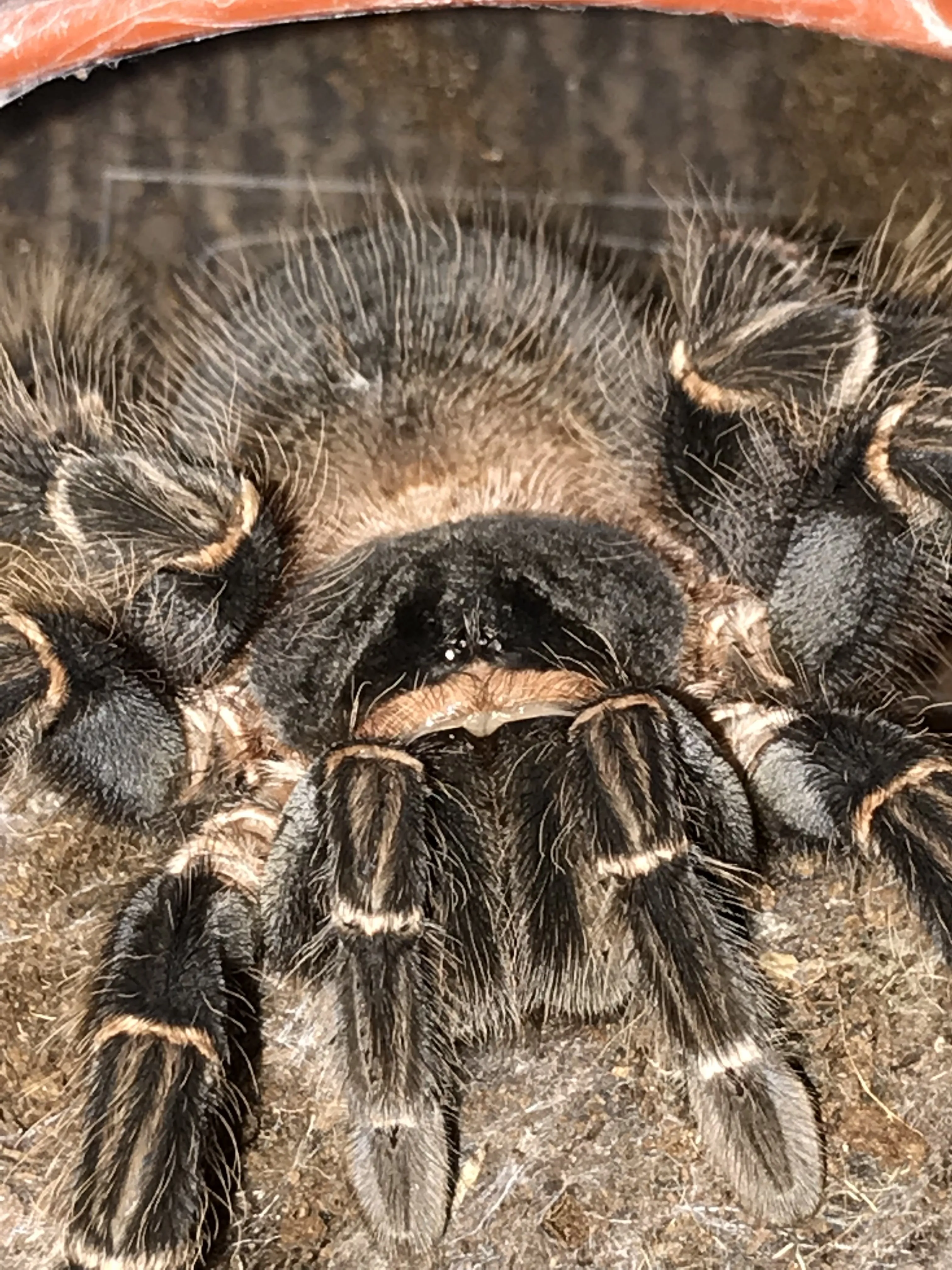 22751 parahybana tarantula close up