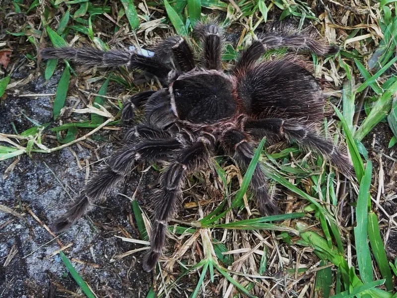 /img/22751-parahybana-tarantula-eggsac.webp