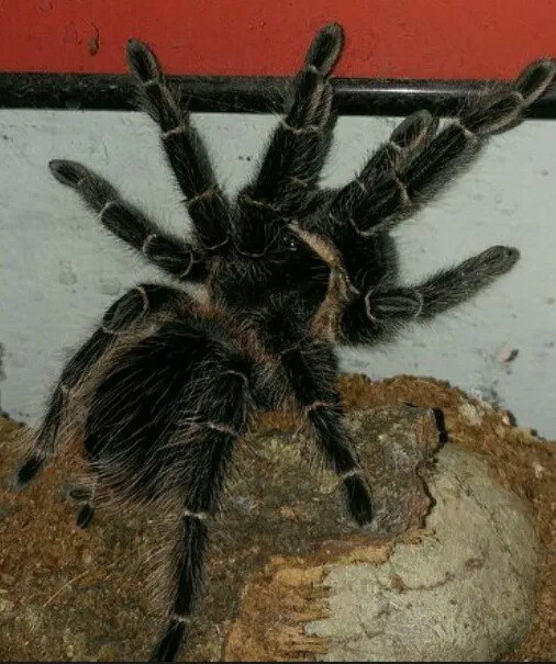 22751 parahybana tarantula feeding