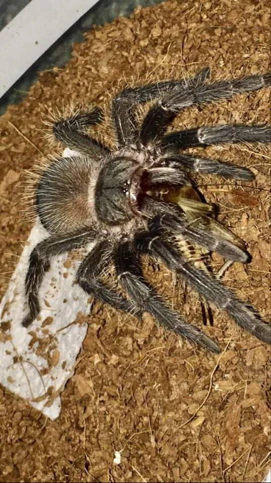 22751 parahybana tarantula habitat