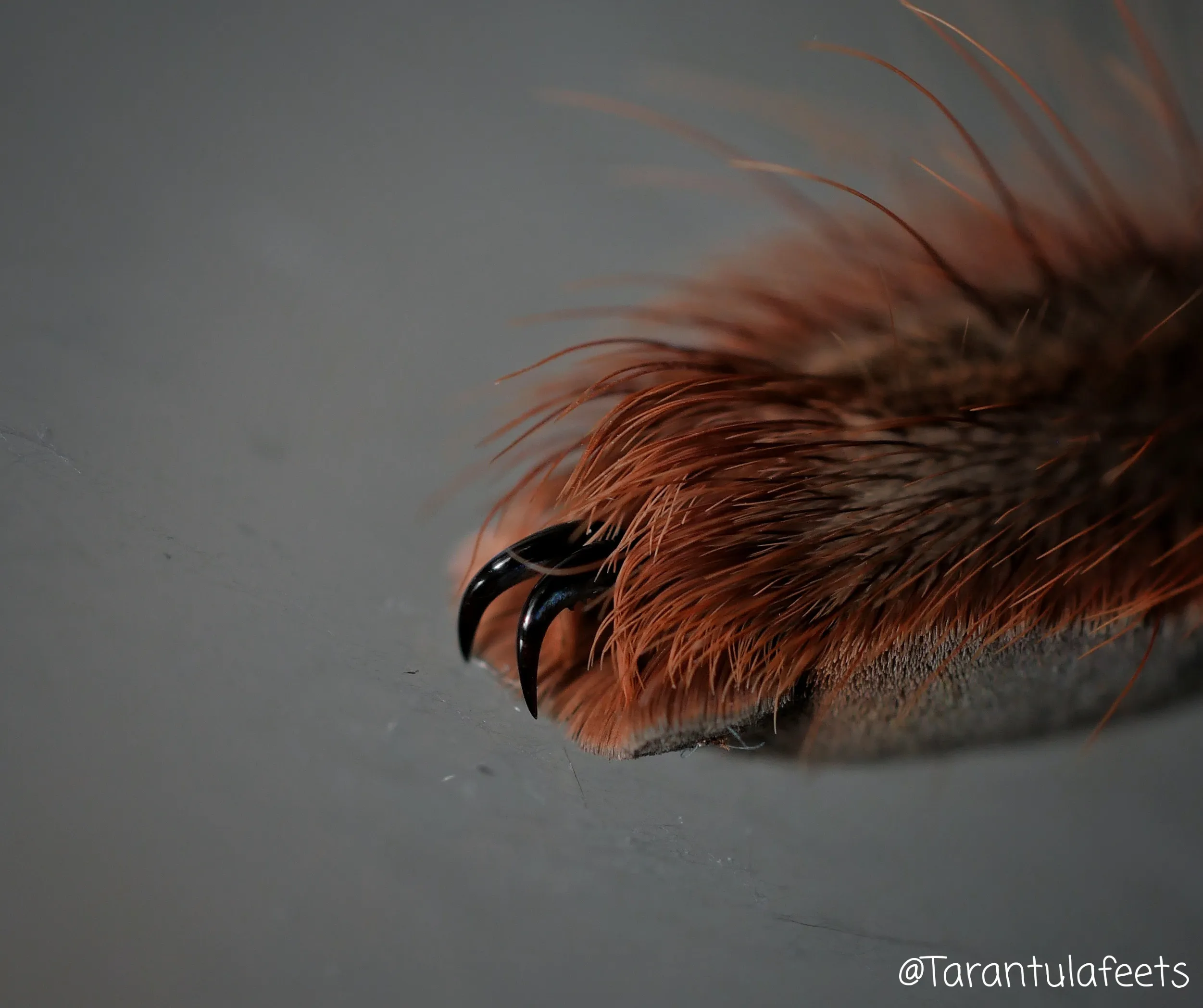 22751 parahybana tarantula handling