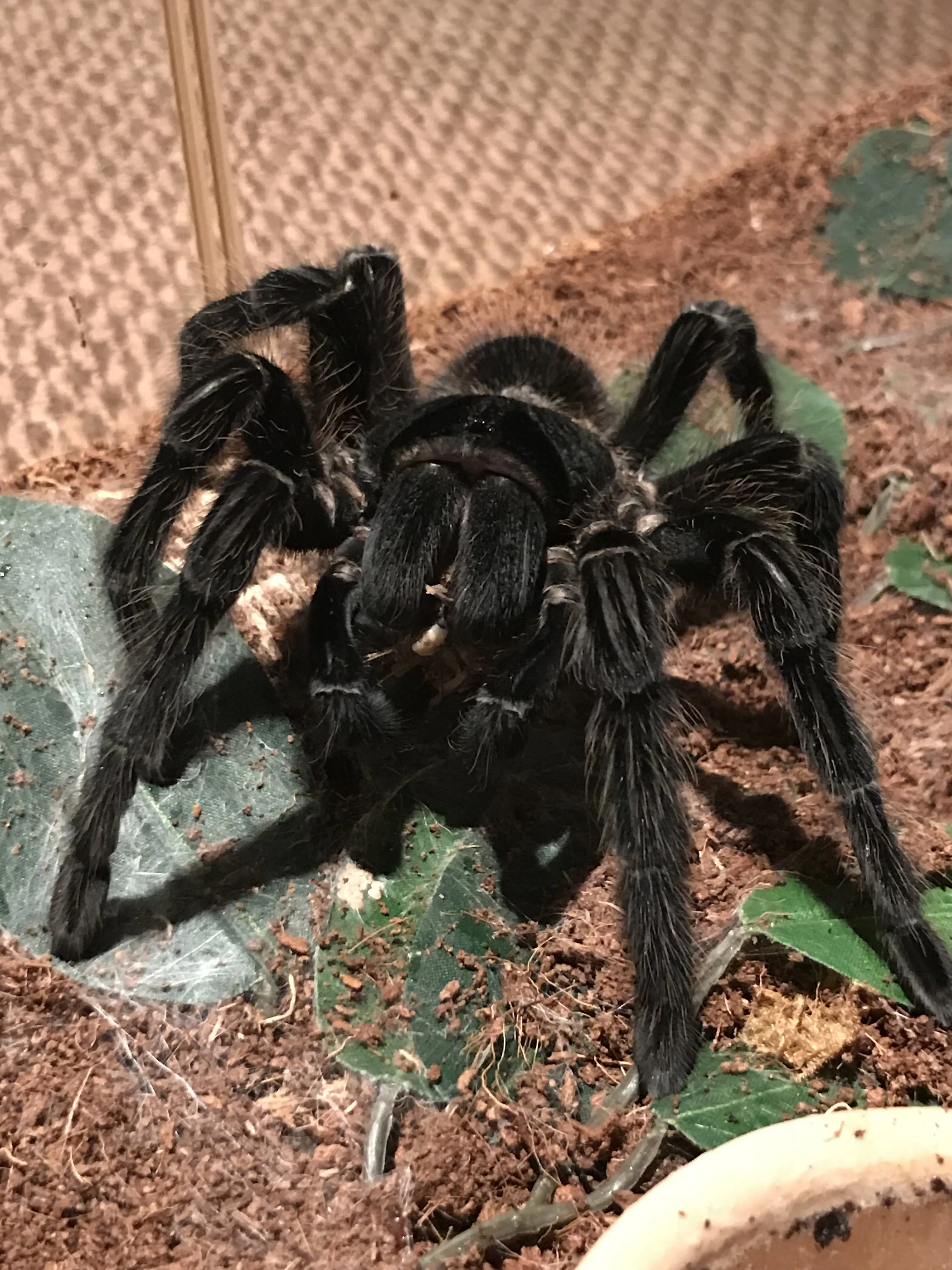 22751 parahybana tarantula molting