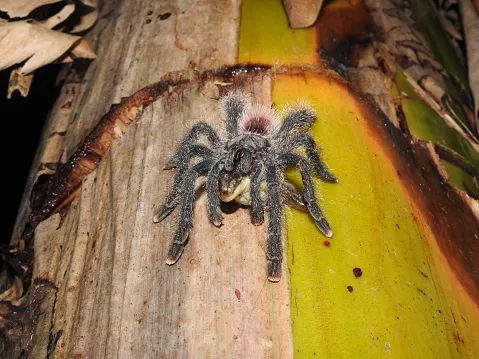 22752 frog conservation 7