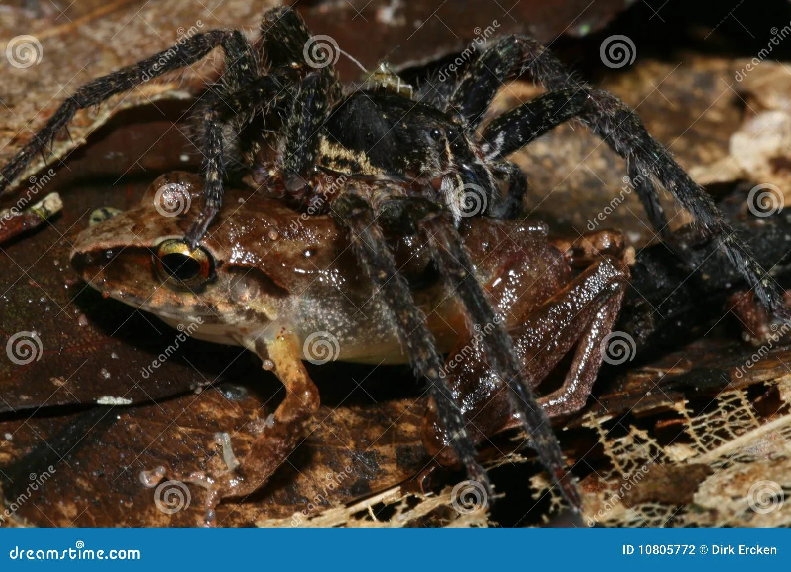 22752 frog species 2