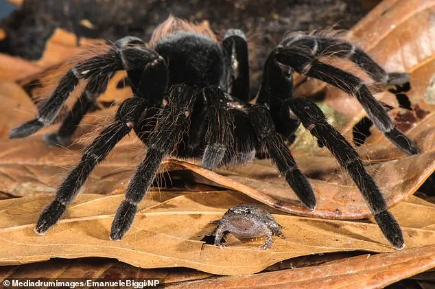 22752 frog tarantula interaction 6