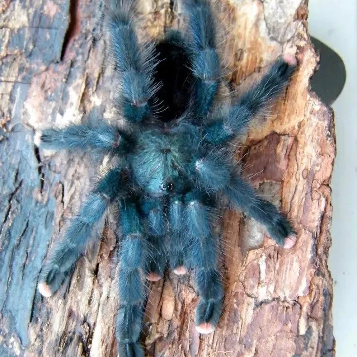 22754 brazilian blue tarantula enclosure setup