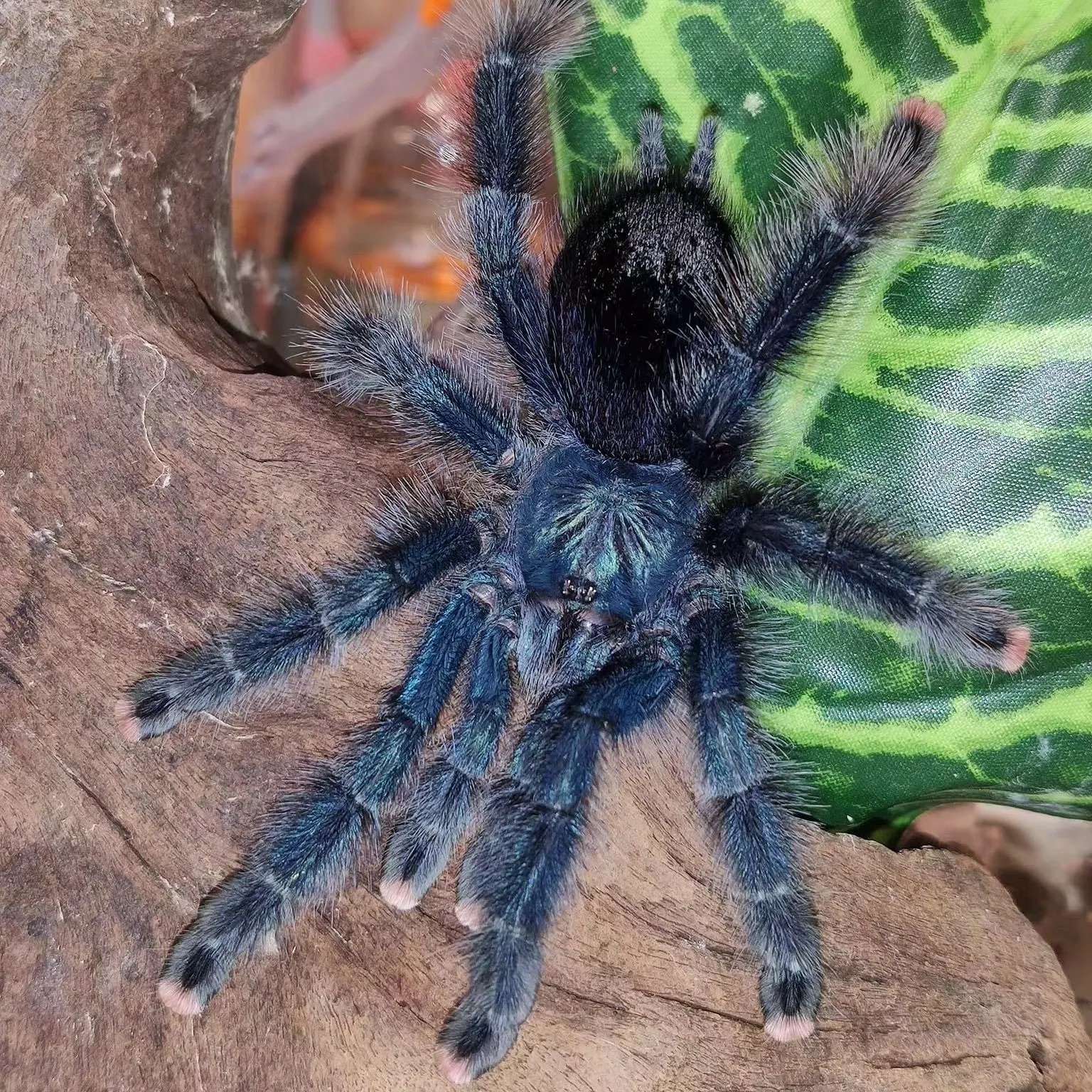22754 brazilian blue tarantula feeding