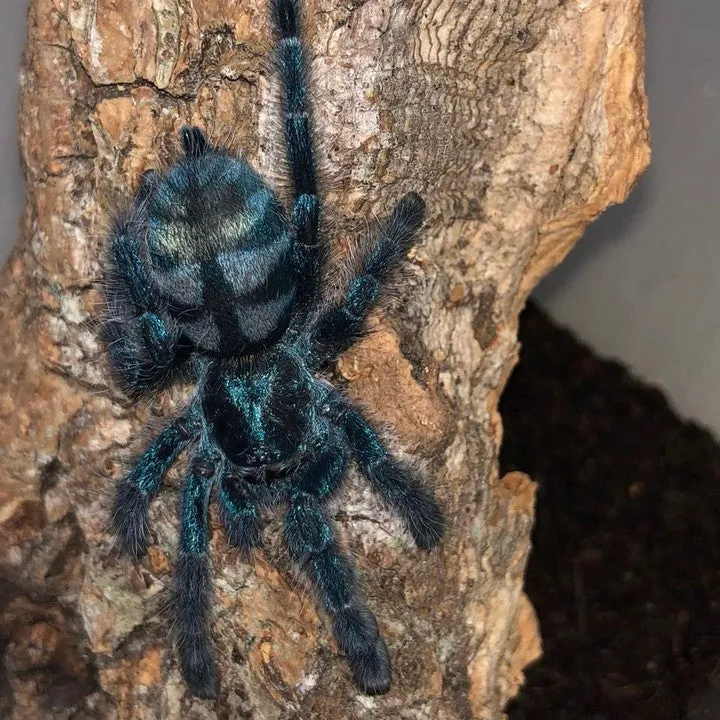 22754 brazilian blue tarantula handling