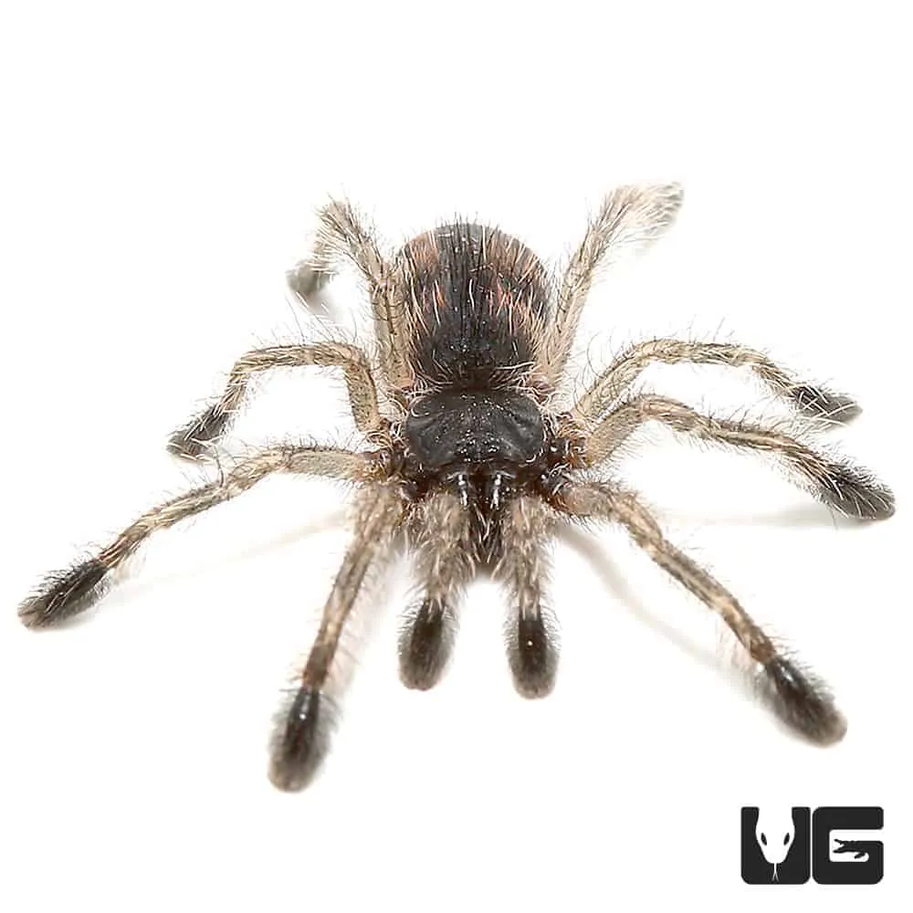 22754 brazilian blue tarantula in habitat