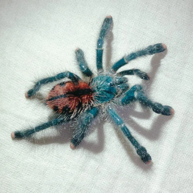 22754 brazilian blue tarantula molting