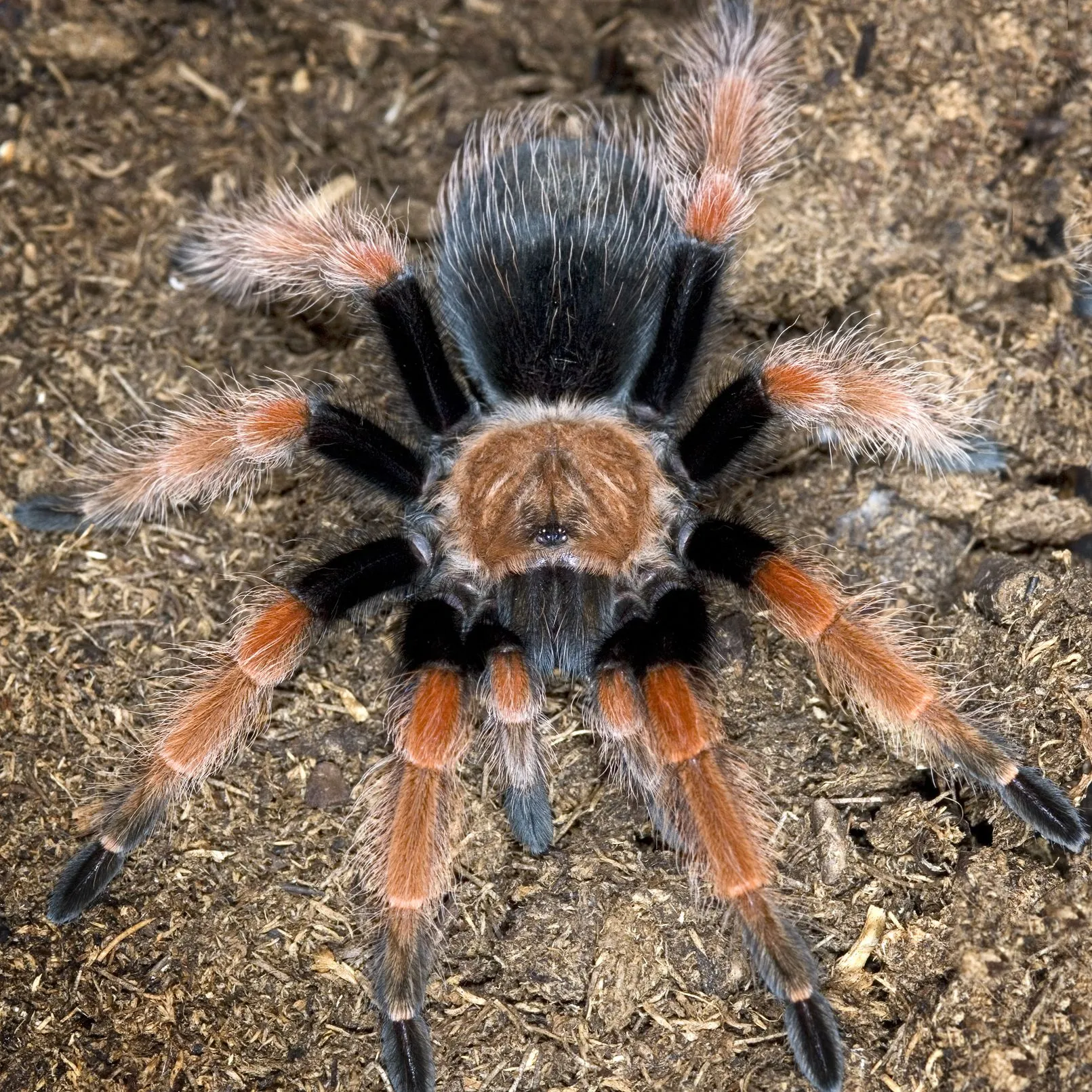 /img/22757-tarantula-pet.webp
