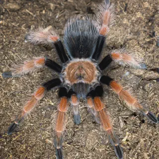 /img/22757-tarantula-pet.webp